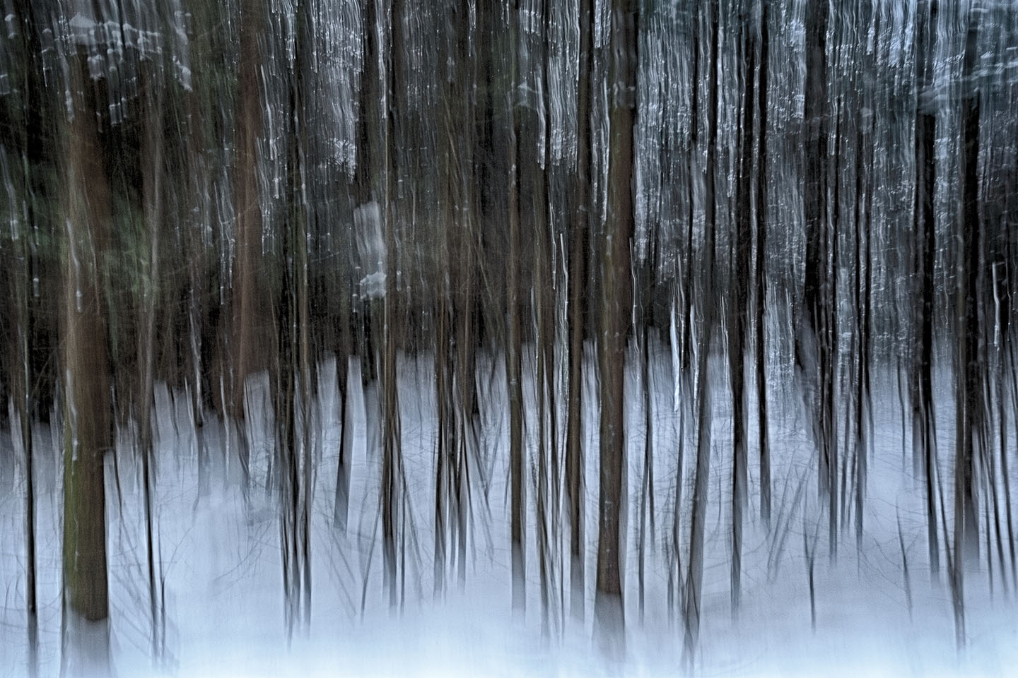 Winter im Risi-Wald